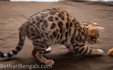 Bengal Cat rosetted